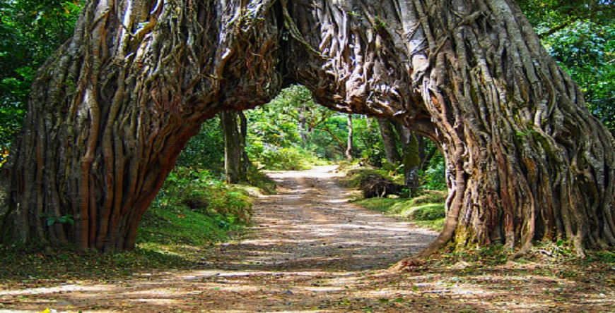 1 day to Arusha National Park